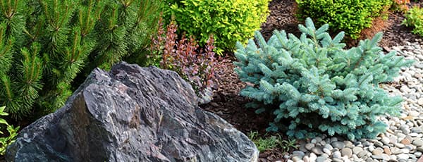 Amžinai žaliuojantis grožis: spygliuočiai Alpių alpinariumams