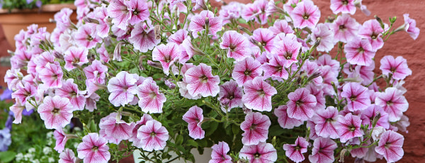 Atraskite balkono gėlių magiją: nuo sėjos iki žydėjimo