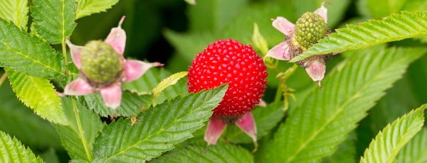 Aviečių ir braškių: sodo retenybių apžvalga