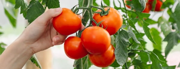 Daržas prie lango: 10 daržovių, kurias lengva auginti namuose