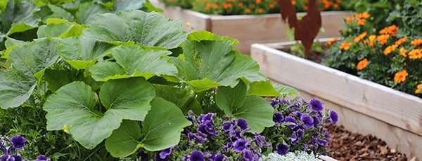 Gegužės mėnesio sėjos planas: išsamus daržovių ir gėlių sąrašas