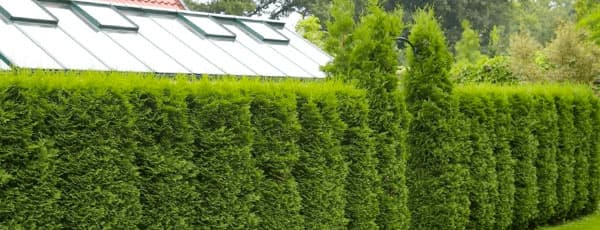 Geriausi spygliuočiai sodui