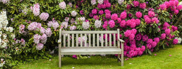 Ką sodinti šalia rododendro?