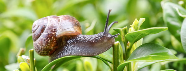 Kaip atbaidyti šliužus natūraliomis priemonėmis?