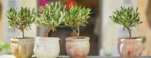 Kaip auginti alyvmedį: namų ir sodo priežiūros principai - GradinaMax Kaip auginti alyvmedį: namų ir sodo priežiūros principai