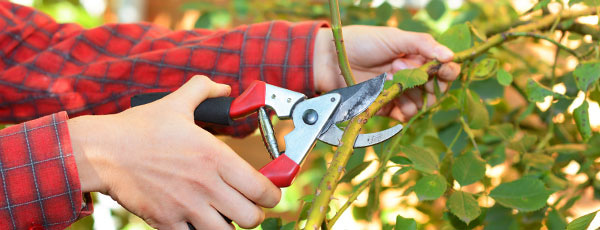 Kaip ir kada genėti rožes?