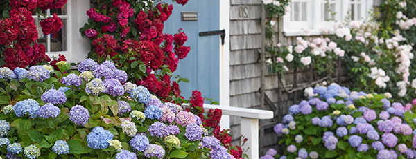 Kaip prižiūrėti hortenzijas pavasarį, kad jos augtų ir žydėtų?