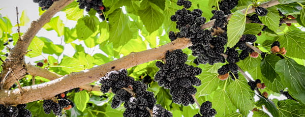 Kodėl verta sodinti šilkmedžius: nauda, grožis ir puikus skonis