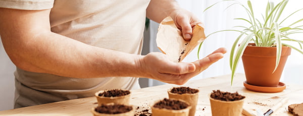 Levandų auginimas vazonėlyje nuo sėjos iki suaugusio krūmo
