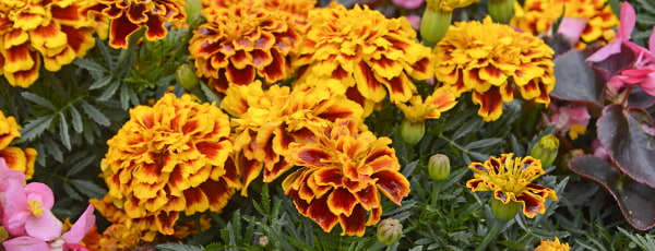 Medetkos – sodininko sąjungininkės kovojant su kenkėjais