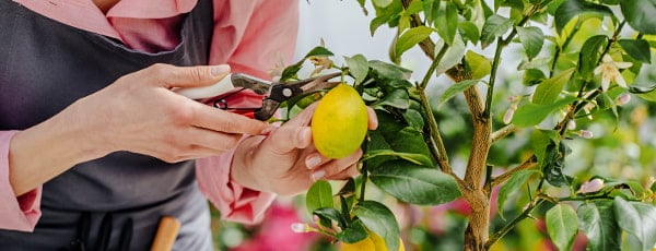 Naminė citrina - vitaminų šaltinis ir gaivus skonis - GradinaMax Naminė citrina - vitaminų šaltinis ir gaivus skonis