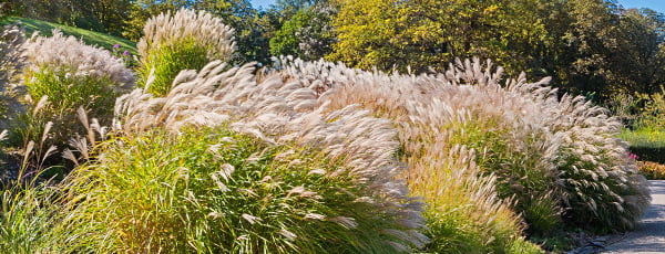 Pampų žolė - sodinimo instrukcijos - GradinaMax Pampų žolė - sodinimo instrukcijos
