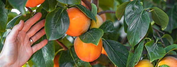 Persimonas nuo sodinimo iki derliaus - sėkmingo auginimo paslaptys - GradinaMax Persimonas nuo sodinimo iki derliaus - sėkmingo auginimo paslaptys
