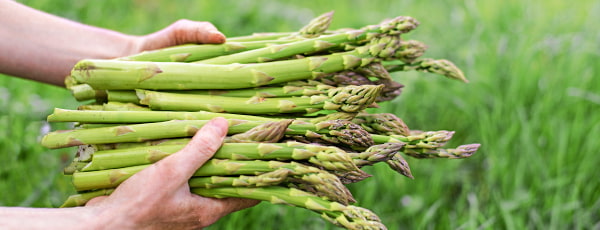 Šparagų auginimas - viskas, ką reikia žinoti - GradinaMax Šparagų auginimas - viskas, ką reikia žinoti