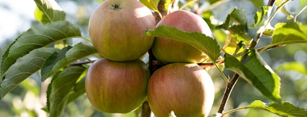 Stulpinės obelys: kompaktiškas sodas su gausiu derliumi - GradinaMax Stulpinės obelys: kompaktiškas sodas su gausiu derliumi