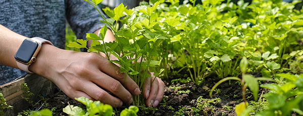 TOP 10 daržovių, kurias gali auginti net pradedantysis sodininkas - GradinaMax TOP 10 daržovių, kurias gali auginti net pradedantysis sodininkas
