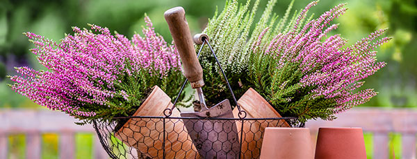 Viržiai sode: auginimo ypatumai ir subtilybės