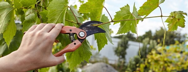 Vynmedžiai: rudeninio genėjimo ir žiemos dengimo paslaptys - GradinaMax Vynmedžiai: rudeninio genėjimo ir žiemos dengimo paslaptys