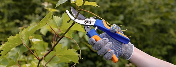 Žingsnis po žingsnio: vynmedžių sodinimo pavasarį taisyklės