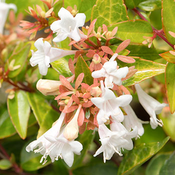 Abelija