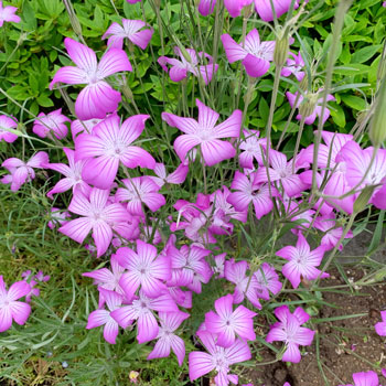 Dirvinė raugė („Agrostemma“)