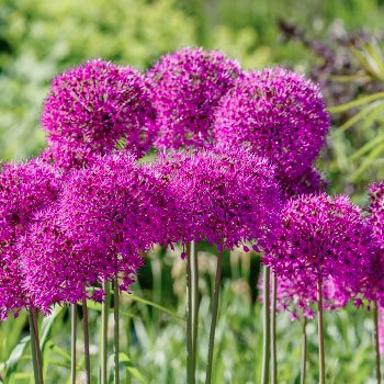 Allium (didieji) česnakai