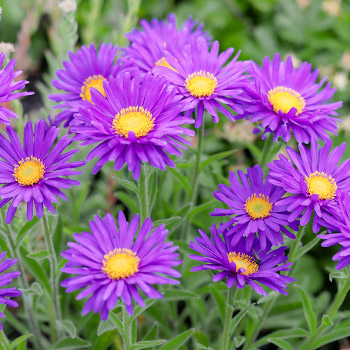 Aster alpinus