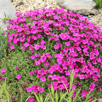 Aubrieta