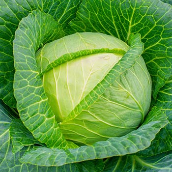 Baltagūžiai kopūstai