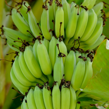 Bananas