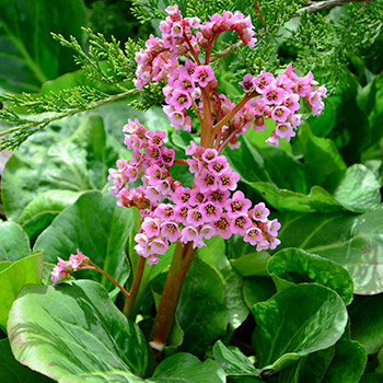 Bergenija (Bergenia)