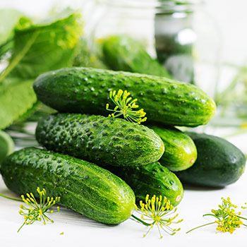 Bičių apdulkinami agurkai