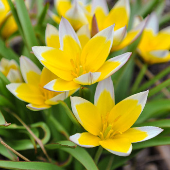 Botaninė tulpė