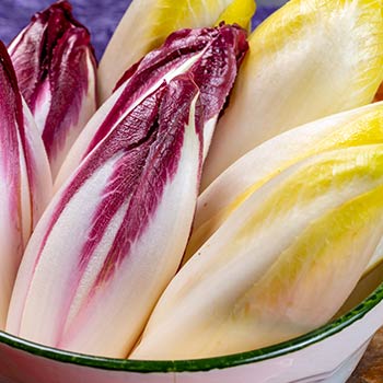 Šakniavaisinės trūkažolės (Cikorijos)