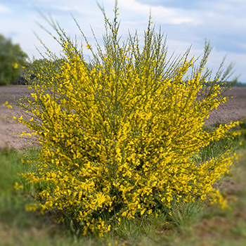 Cytisus