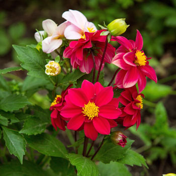 Dahlia
