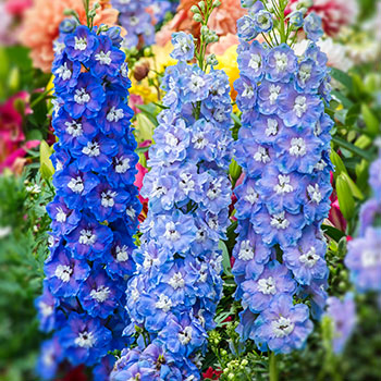 Pentiniai („Delphinium“)