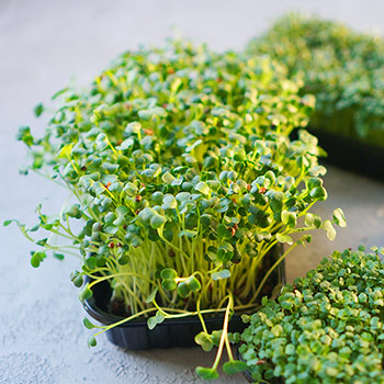 Dygstančios sėklos