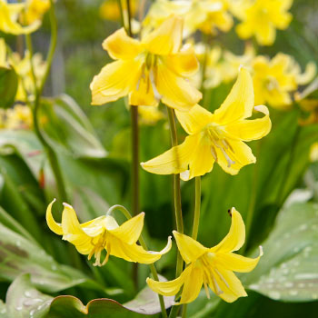 Eritronis („Erythronium“)