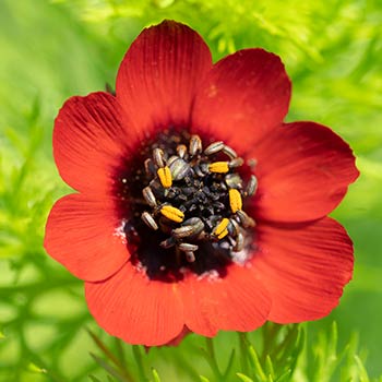 Adonis (Fazano akis)
