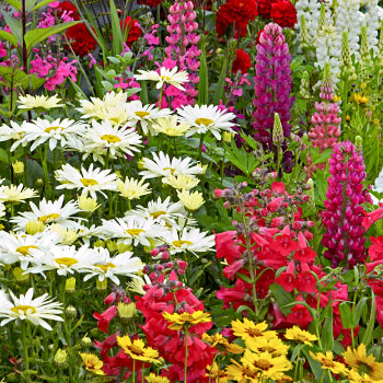 Gėlių sėklų mišiniai