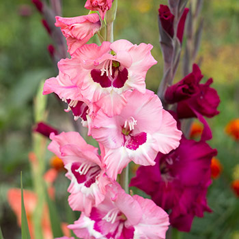 Gladiolė gofruota