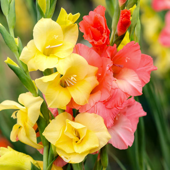 Gladiolė mini
