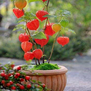 Honeysuckle