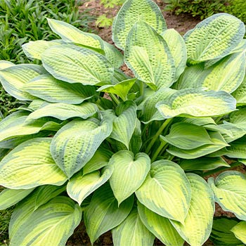 Hosta