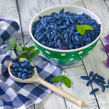 Valgomieji (Kamčiatkos) sausmedžiai