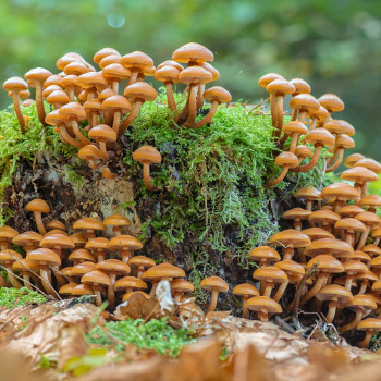 Japoniški „Shiitake“ grybai