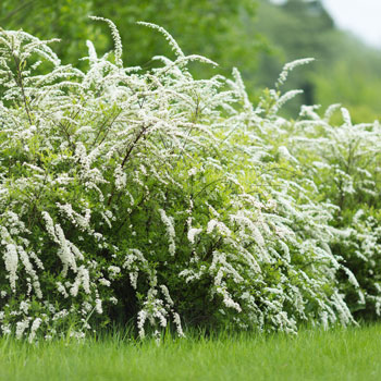 Lanksva japonica