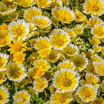 Tidy Tips („Layia platyglossa“)