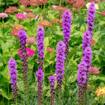 Liatris